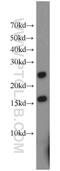 DnaJ Heat Shock Protein Family (Hsp40) Member C5 Beta antibody, 17364-1-AP, Proteintech Group, Western Blot image 