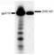 Nucleoporin 210 antibody, GTX15600, GeneTex, Western Blot image 