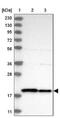 Mitochondrial import inner membrane translocase subunit Tim17-B antibody, NBP1-84036, Novus Biologicals, Western Blot image 