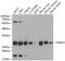 Proteasome subunit alpha type-5 antibody, GTX32817, GeneTex, Western Blot image 