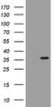 Thymidylate Synthetase antibody, TA801811, Origene, Western Blot image 