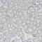 Solute Carrier Family 25 Member 5 antibody, FNab07945, FineTest, Immunohistochemistry frozen image 