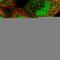DST antibody, HPA030200, Atlas Antibodies, Immunocytochemistry image 