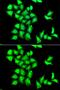 Methionine Sulfoxide Reductase B1 antibody, GTX65818, GeneTex, Immunofluorescence image 