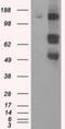 PAS domain-containing serine/threonine-protein kinase antibody, NBP2-02242, Novus Biologicals, Western Blot image 