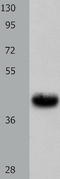 Urotensin 2 Receptor antibody, TA322286, Origene, Western Blot image 