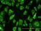 Par-6 Family Cell Polarity Regulator Beta antibody, H00084612-M01, Novus Biologicals, Immunofluorescence image 