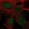 Receptor Transporter Protein 4 antibody, NBP2-39040, Novus Biologicals, Immunocytochemistry image 