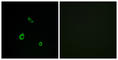 Mitogen-activated protein kinase 15 antibody, abx013715, Abbexa, Western Blot image 