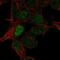 Rho GTPase Activating Protein 8 antibody, NBP2-57680, Novus Biologicals, Immunofluorescence image 