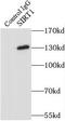 hSIRT1 antibody, FNab07878, FineTest, Immunoprecipitation image 