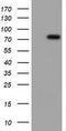 Von Willebrand Factor A Domain Containing 5A antibody, TA501637S, Origene, Western Blot image 