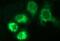 Homocysteine Inducible ER Protein With Ubiquitin Like Domain 1 antibody, MA5-26301, Invitrogen Antibodies, Immunocytochemistry image 