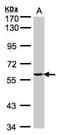 YARS antibody, NBP1-32551, Novus Biologicals, Western Blot image 