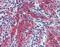Periostin antibody, PA5-69142, Invitrogen Antibodies, Immunohistochemistry frozen image 