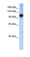 SWI/SNF Related, Matrix Associated, Actin Dependent Regulator Of Chromatin, Subfamily A Like 1 antibody, orb329771, Biorbyt, Western Blot image 