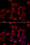 Adenylosuccinate synthetase isozyme 2 antibody, 14-399, ProSci, Immunofluorescence image 