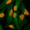 H2A Histone Family Member Z antibody, M04816-2, Boster Biological Technology, Immunocytochemistry image 