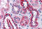 BAI1 Associated Protein 2 Like 1 antibody, MBS246157, MyBioSource, Immunohistochemistry frozen image 