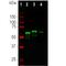 Internexin Neuronal Intermediate Filament Protein Alpha antibody, PA1-10017, Invitrogen Antibodies, Western Blot image 