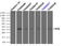 Small RNA Binding Exonuclease Protection Factor La antibody, LS-C114530, Lifespan Biosciences, Immunoprecipitation image 