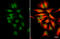 Nuclear Respiratory Factor 1 antibody, GTX103179, GeneTex, Immunofluorescence image 