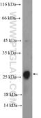 Clarin 2 antibody, 23994-1-AP, Proteintech Group, Western Blot image 