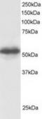 G Protein Pathway Suppressor 1 antibody, TA302868, Origene, Western Blot image 