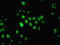 Interferon Induced Protein 44 antibody, orb24613, Biorbyt, Immunocytochemistry image 