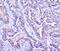 Arylsulfatase A antibody, M02583, Boster Biological Technology, Immunohistochemistry paraffin image 