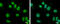 BTB/POZ domain-containing protein 10 antibody, GTX108739, GeneTex, Immunofluorescence image 