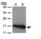 C-C Motif Chemokine Ligand 28 antibody, PA5-28821, Invitrogen Antibodies, Western Blot image 