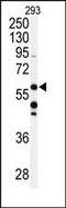 Coenzyme Q8A antibody, AP13735PU-N, Origene, Western Blot image 