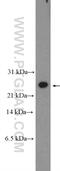 FGFR1OP N-Terminal Like antibody, 26409-1-AP, Proteintech Group, Western Blot image 