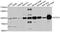 STAT3 antibody, A1192, ABclonal Technology, Western Blot image 