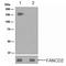 FA Complementation Group D2 antibody, TA307855, Origene, Western Blot image 