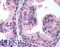 PHD finger protein 2 antibody, LS-B172, Lifespan Biosciences, Immunohistochemistry paraffin image 