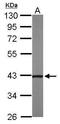 Ccn3 antibody, GTX103377, GeneTex, Western Blot image 