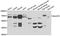 Polypeptide N-Acetylgalactosaminyltransferase 2 antibody, orb247669, Biorbyt, Western Blot image 