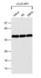 CUGBP Elav-Like Family Member 1 antibody, MA1-16675, Invitrogen Antibodies, Western Blot image 