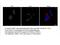 PP17 antibody, 10694-1-AP, Proteintech Group, Immunofluorescence image 