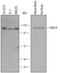 Diacylglycerol Kinase Theta antibody, MAB6598, R&D Systems, Western Blot image 
