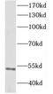 p50 dynamitin antibody, FNab02577, FineTest, Western Blot image 