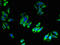 Plasmolipin antibody, LS-C398159, Lifespan Biosciences, Immunofluorescence image 
