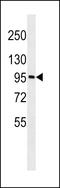 Golgin subfamily A member 6A antibody, LS-C159752, Lifespan Biosciences, Western Blot image 