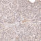 Dicer 1, Ribonuclease III antibody, HPA000694, Atlas Antibodies, Immunohistochemistry paraffin image 