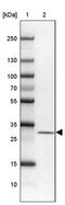 Mitochondrial Ribosomal Protein S2 antibody, PA5-63422, Invitrogen Antibodies, Western Blot image 