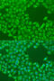 Centrosomal Protein 57 Like 1 antibody, 23-492, ProSci, Immunofluorescence image 
