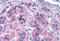 Glutamate Metabotropic Receptor 7 antibody, MBS243838, MyBioSource, Immunohistochemistry frozen image 