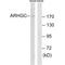 Rho Guanine Nucleotide Exchange Factor 12 antibody, A06802, Boster Biological Technology, Western Blot image 